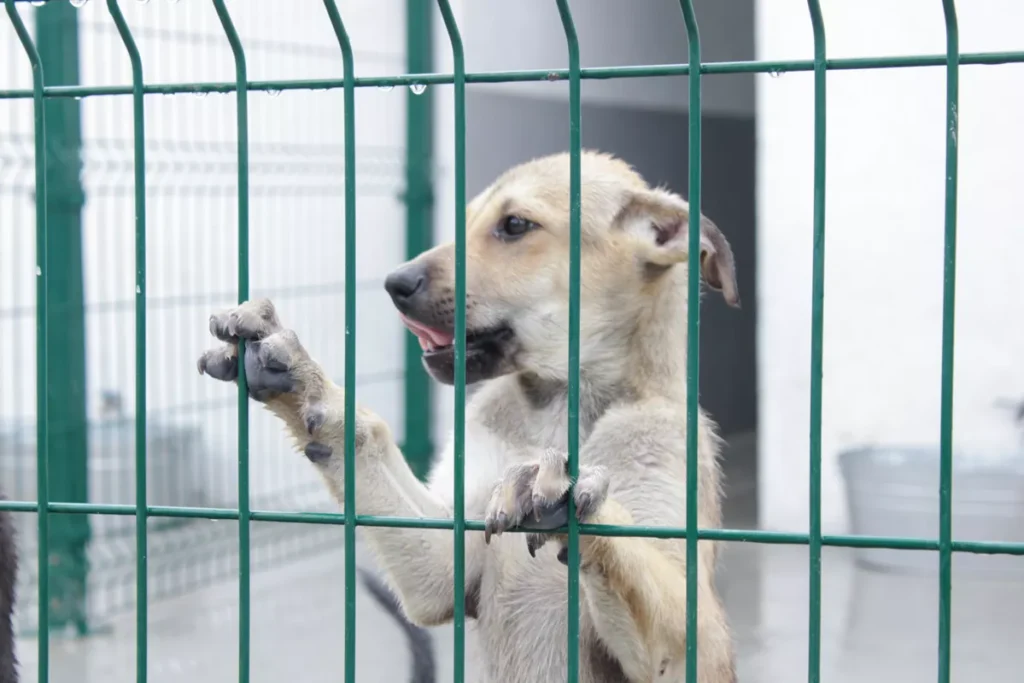 Adan Dominguez Estancia para el Bienestar Animal ayuntamiento de Puebla 5