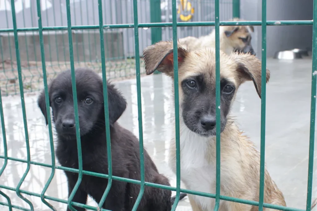 Así es la Estancia para el Bienestar Animal en Puebla