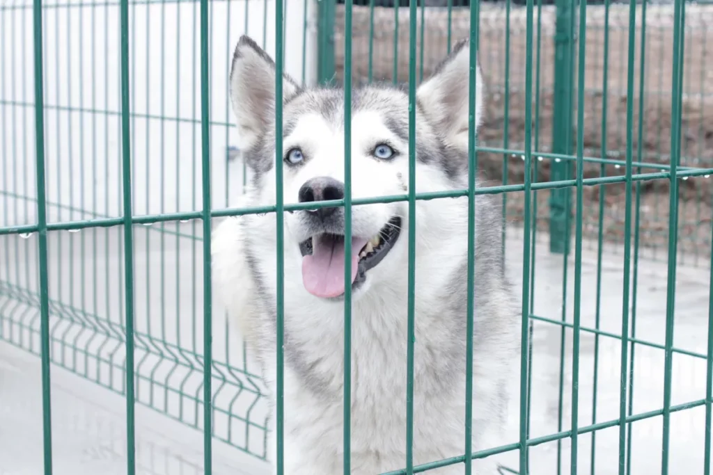 Adan Dominguez Estancia para el Bienestar Animal ayuntamiento de Puebla 7