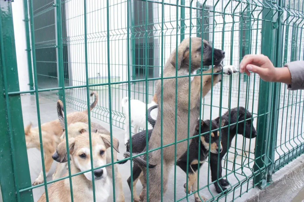 Adan Dominguez Estancia para el Bienestar Animal ayuntamiento de Puebla 8