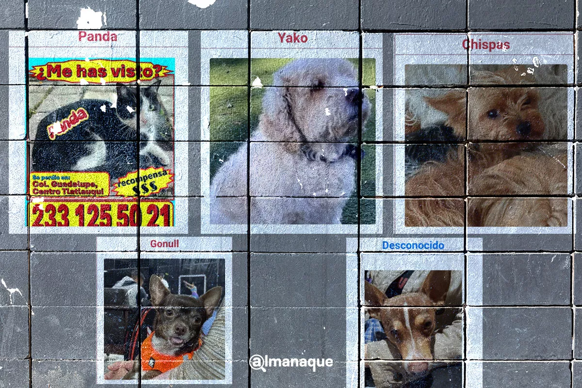 Ayudando Patitas te apoya a buscarla en cualquier parte de