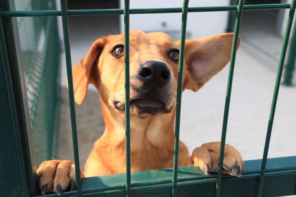 Ayuntamiento de Puebla inaugura la 1ª Estancia para el Bienestar Animal de la Ciudad