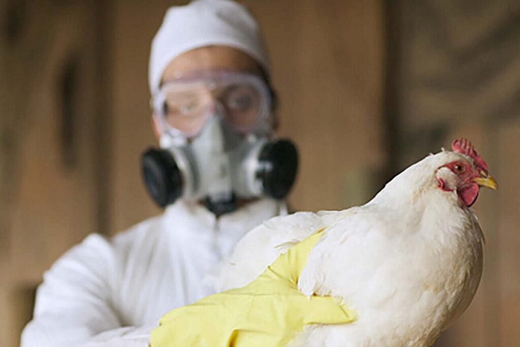 Gripe aviar H5N2 en México: qué es y qué síntomas presenta