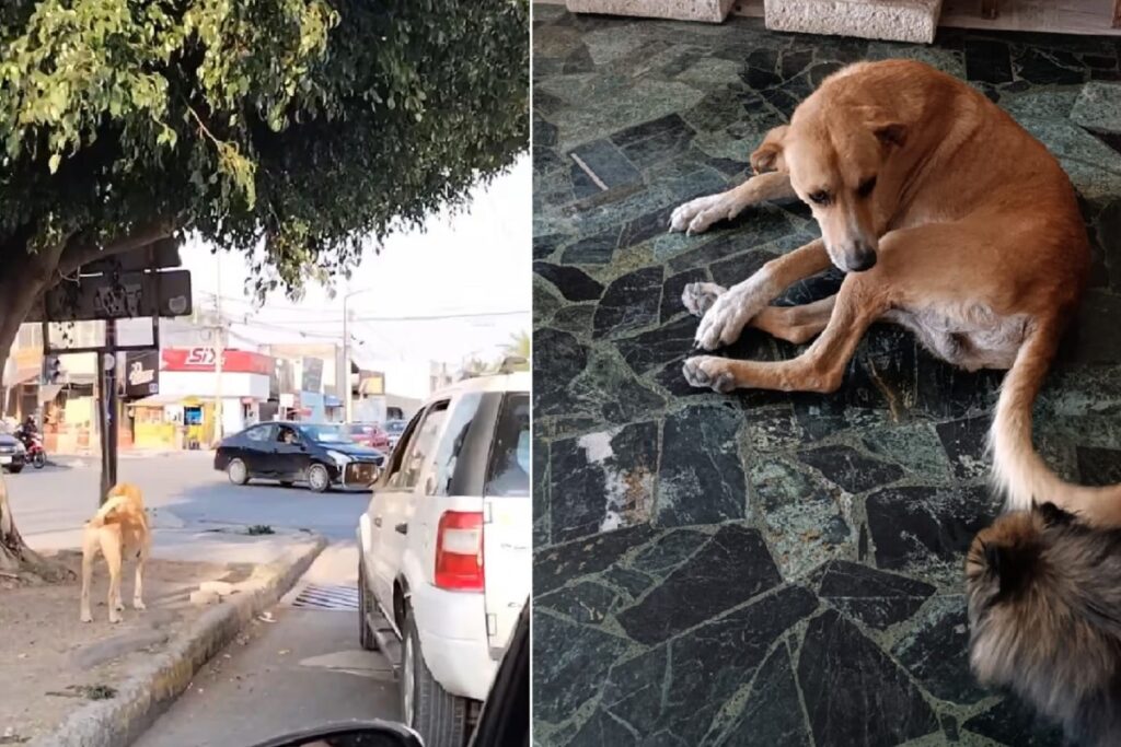 "Amorosin”, el perrito captado en Las Torres no fue abandonado, se escapó y fue siguiendo la camioneta
