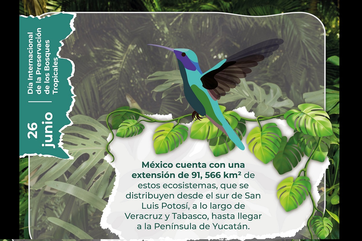 26 de junio: Día Internacional de la Preservación de los Bosques Tropicales 1 día internacional de la presevación de los bosques tropicales