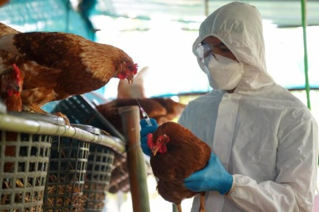 gripe aviar primera muerte