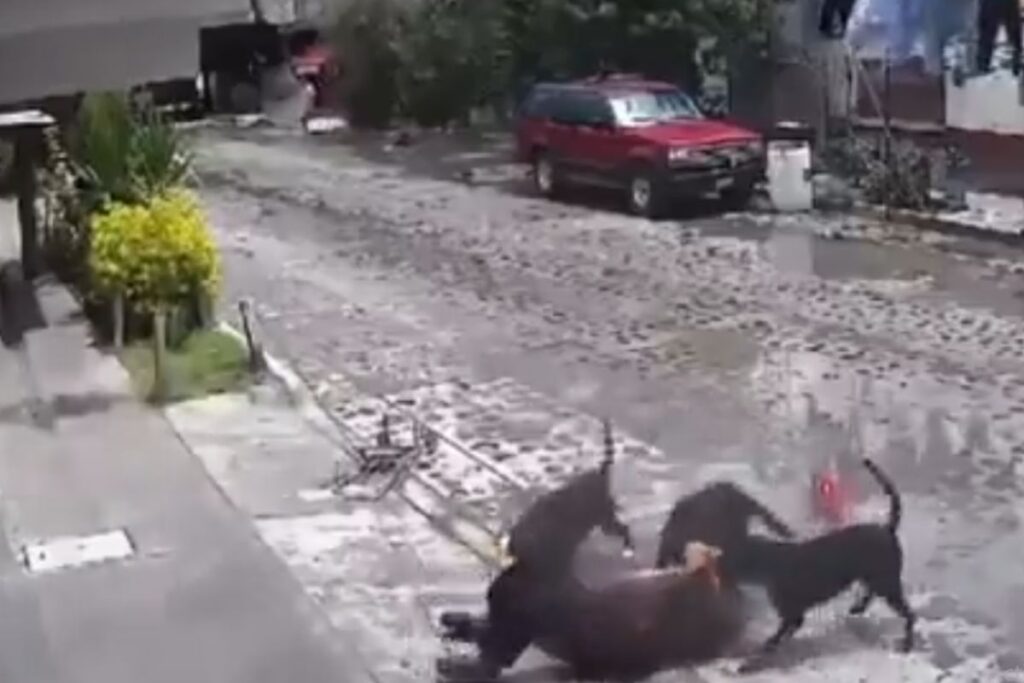 jauría ataca a mujer en Querétaro