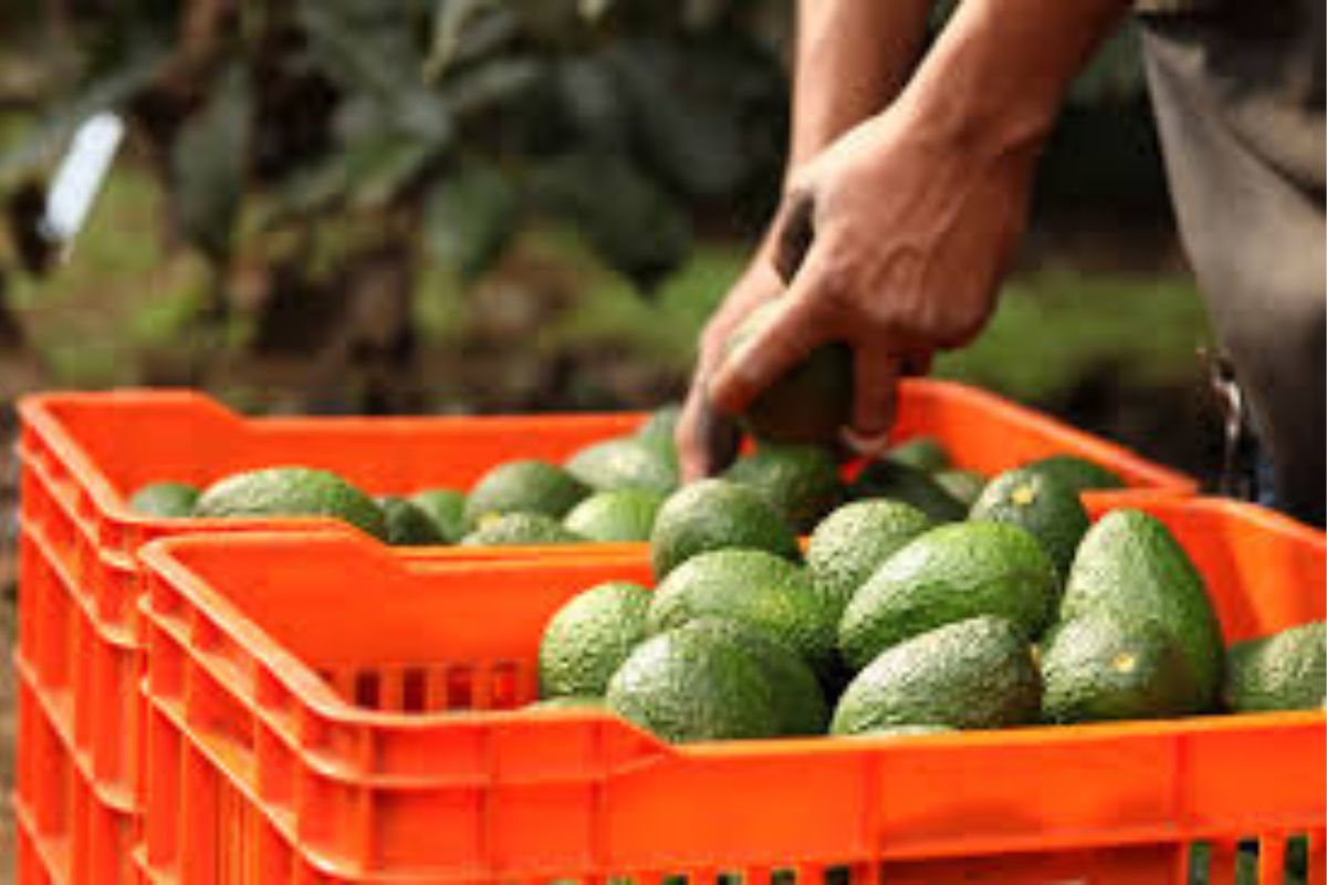 Michoacán reanuda exportación de aguacate y mango a Estados Unidos 1 exportación de aguacate