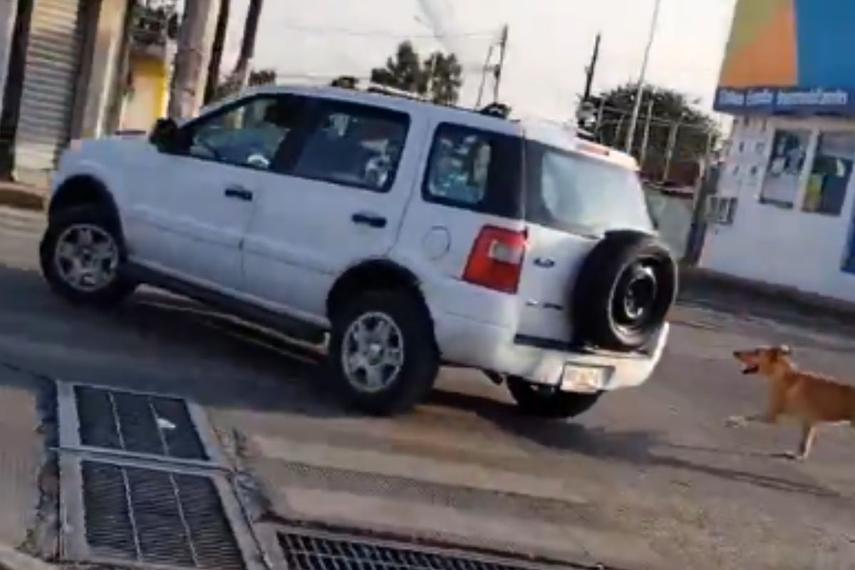 VIDEO: Mujer abandona a su perro en calles de Puebla y la sigue 1 mujer abandona a su perro en Puebla