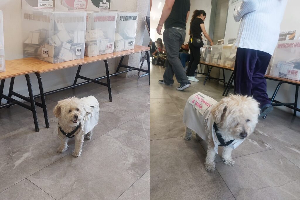 Perrita funcionaria de casilla en Puebla se vuelve tendencia nacional