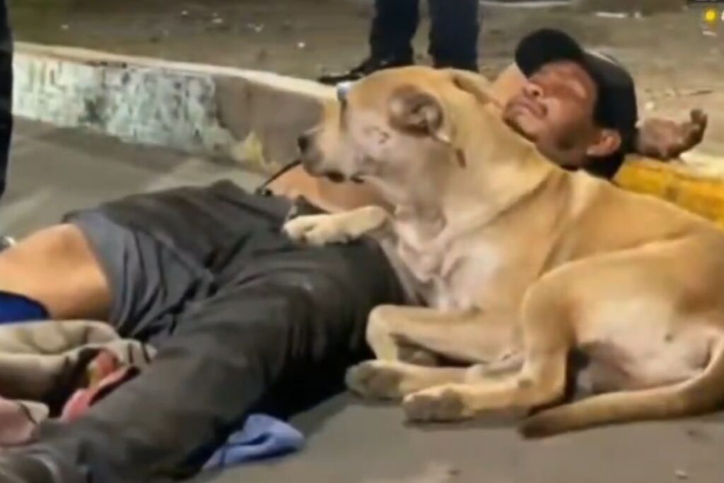 perrito acompaña a su humano