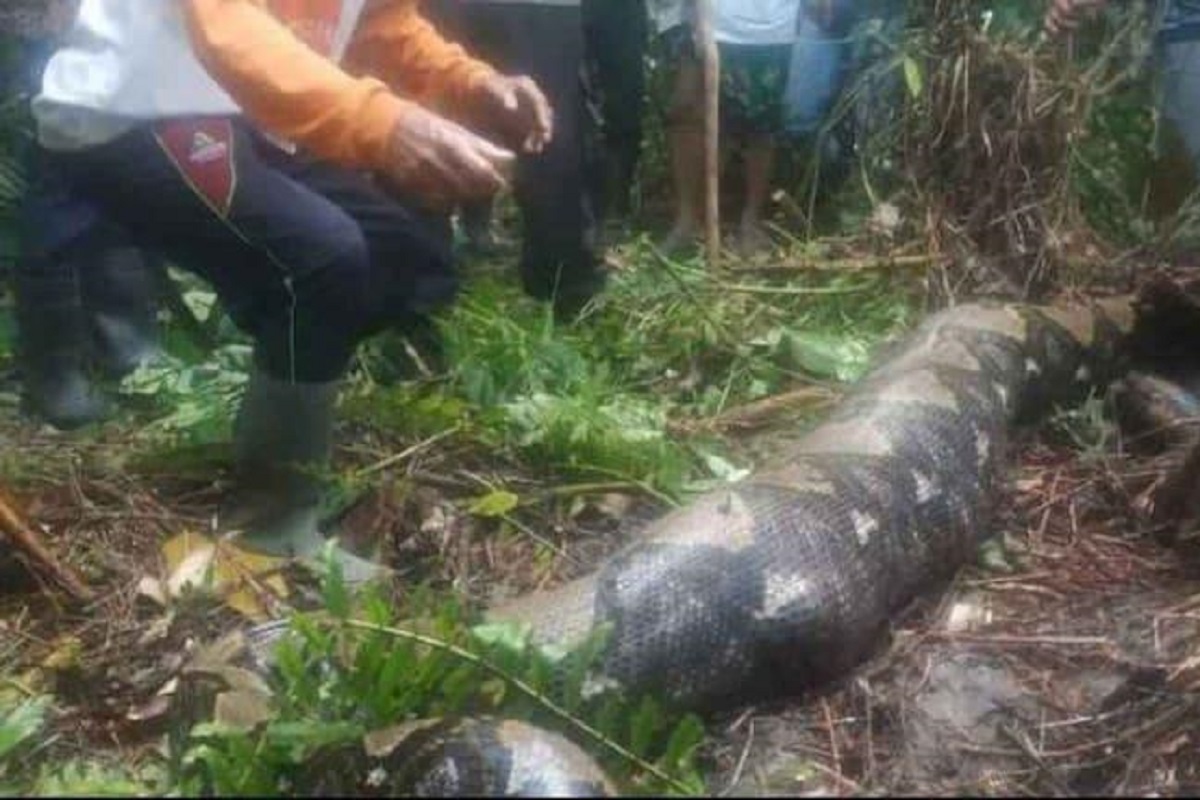 Hallan cuerpo de una mujer desaparecida dentro de una pitón de cinco metros en Indonesia 1 Hallan cuerpo de una mujer desaparecida dentro de una pitón de cinco metros en Indonesia