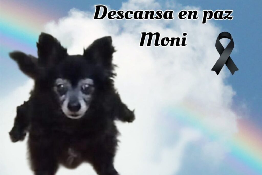 asesinan a perrita Moni en Coyoacán