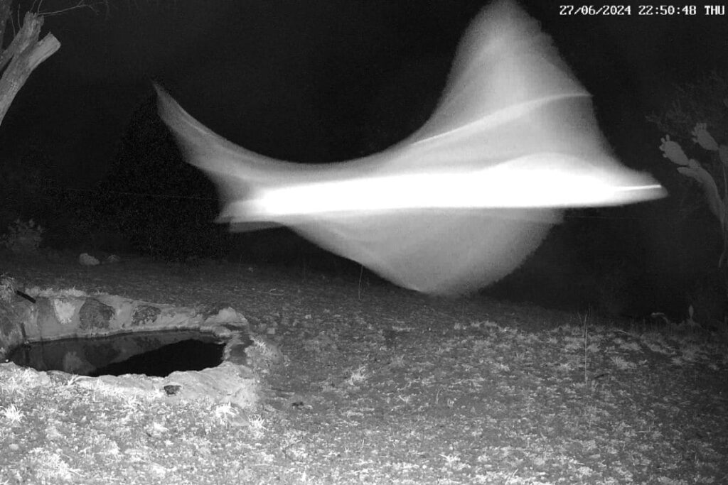 video criatura misteriosa Sierra Gorda