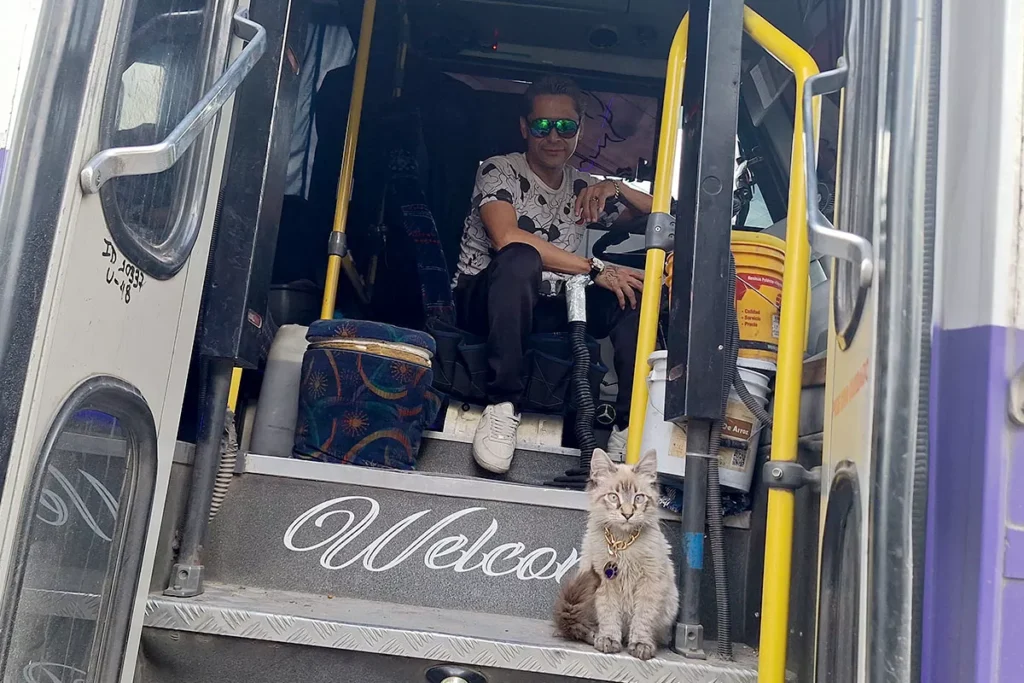 Esta es la historia de Zafiro, el gato microbusero de Puebla 14 Benjamin unidad 48 de la ruta morados gato microbusero 1
