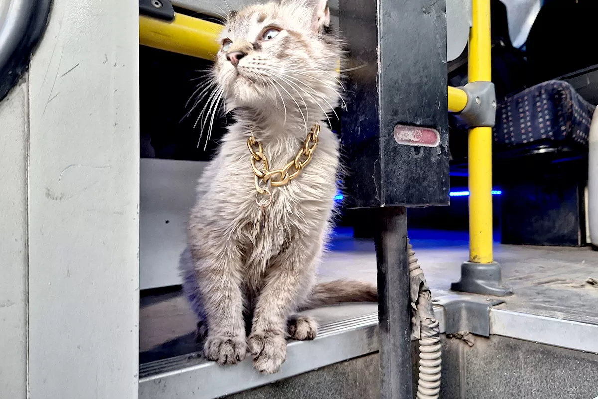 Esta es la historia de Zafiro, el gato microbusero de Puebla 10 Benjamin unidad 48 de la ruta morados gato microbusero 2