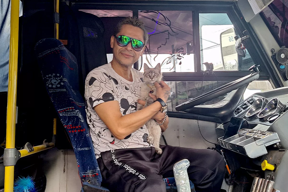 Esta es la historia de Zafiro, el gato microbusero de Puebla 1 Zafiro, el gato microbusero de Puebla