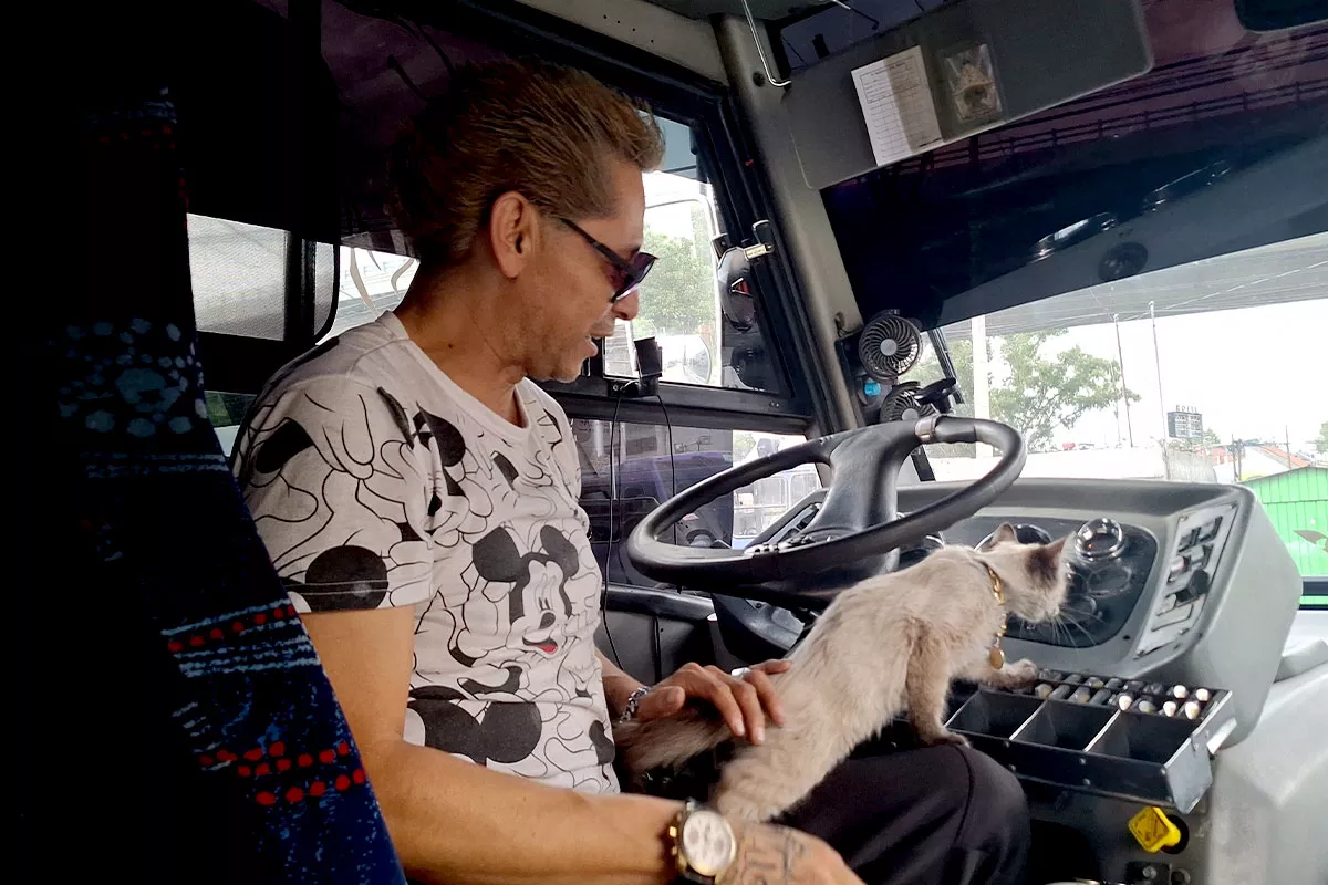 Esta es la historia de Zafiro, el gato microbusero de Puebla 11 Benjamin unidad 48 de la ruta morados gato microbusero 4