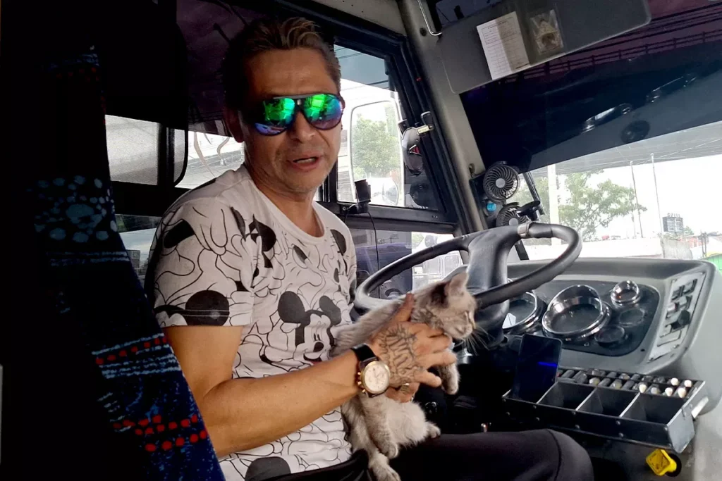 Esta es la historia de Zafiro, el gato microbusero de Puebla 9 Zafiro, el michi microbusero de Puebla