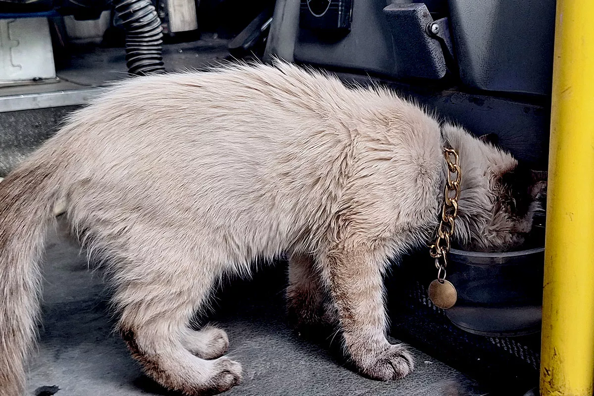 Esta es la historia de Zafiro, el gato microbusero de Puebla 12 Benjamin unidad 48 de la ruta morados gato microbusero 6