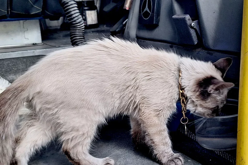 Esta es la historia de Zafiro, el gato microbusero de Puebla 15 Benjamin unidad 48 de la ruta morados gato microbusero 7