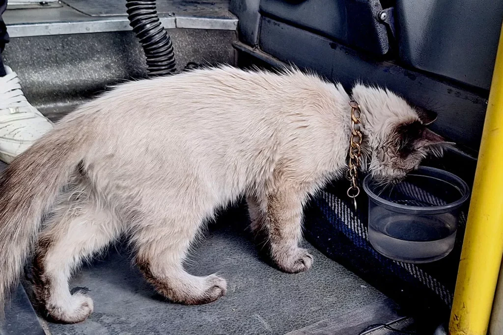 Esta es la historia de Zafiro, el gato microbusero de Puebla 13 Benjamin unidad 48 de la ruta morados gato microbusero 8