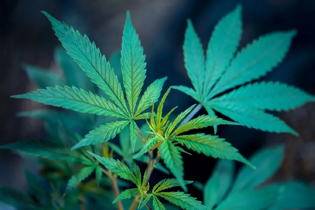 Consumir marihuana provoca pérdida de memoria y esquizofrenia laboratorio forense de la Fiscalía de Puebla