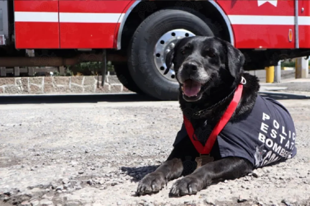 Despide SSP con honor a “Dana”, ejemplar canina de Bomberos