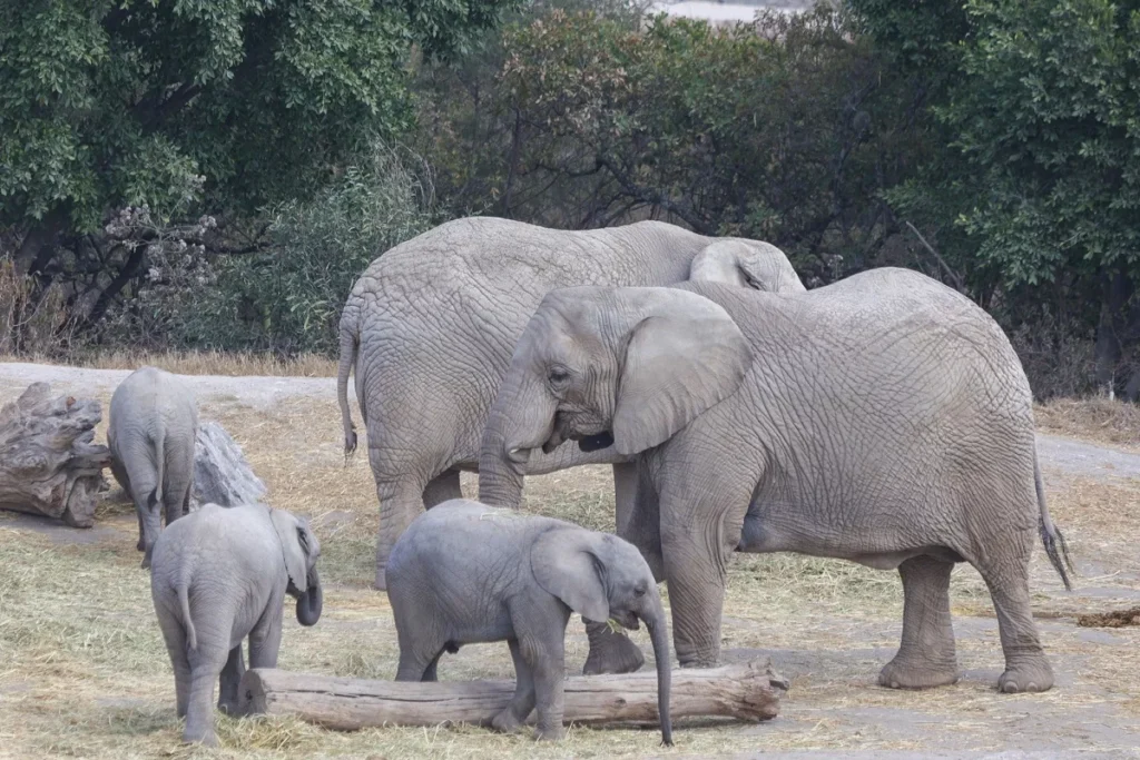 Lanza Africam Safari vacantes para cuidar a los animales