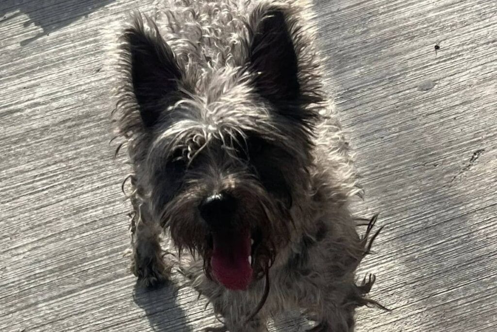 Identifican a mujer que abandonó a perrito en Las Torres, Puebla 9 abandonan a un perrito en puebla