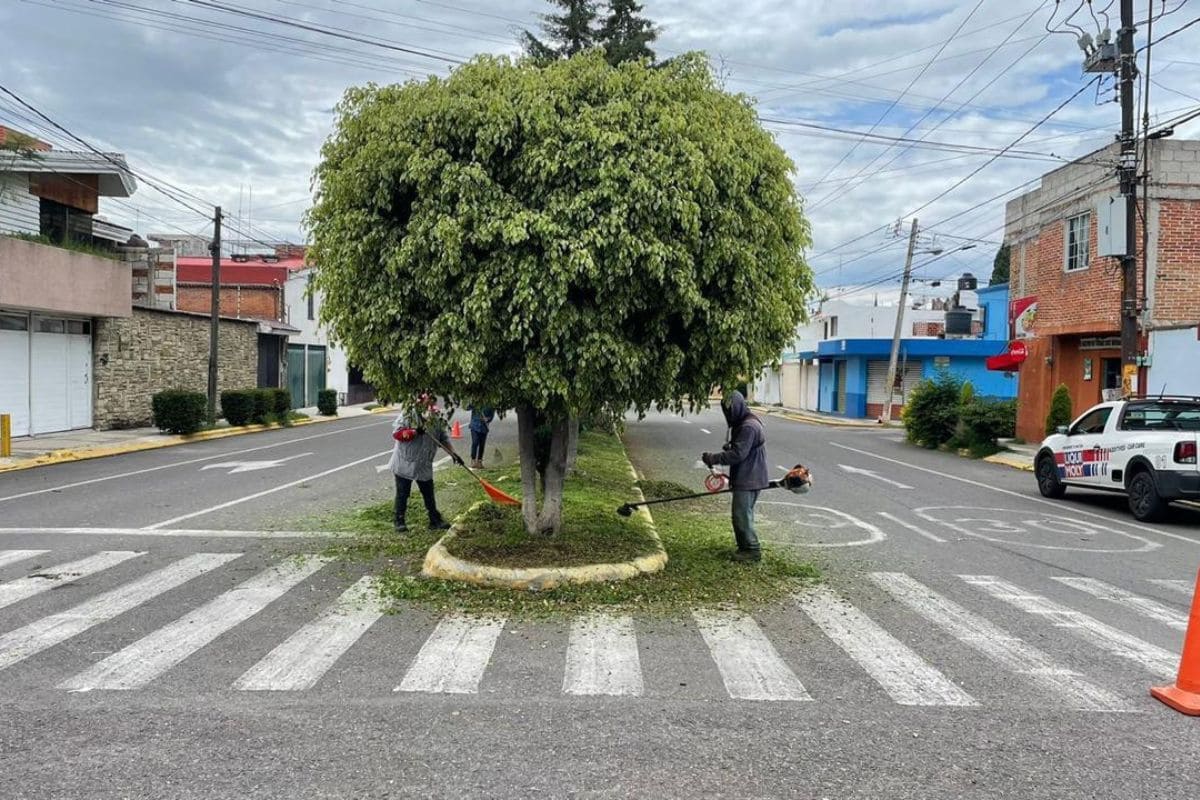 Ayuntamiento de Puebla da mantenimiento a más de 12 millones de metros cuadrados de superficies en parques, jardines y áreas verdes 1 Ayuntamiento de Puebla poda de árboles