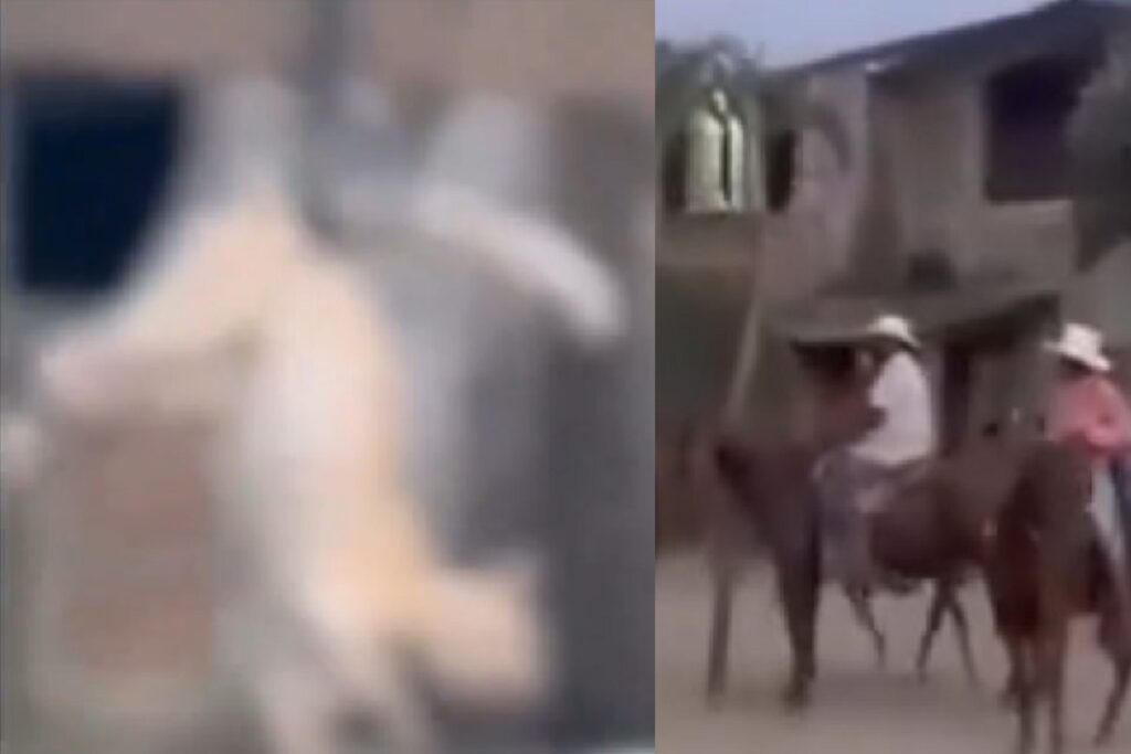 IMÁGENES FUERTES: Descabezan a un gatito como "tradición" en la fiesta patronal de Cuajinicuilapa, Guerrero