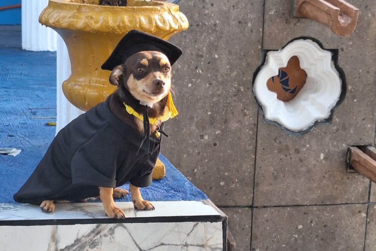 (FOTOS) Conoce a “Canelo”, el perrito callejero que se graduó del Cecyteg de Celaya 1 perrito Canelo graduado Cecyteg Celaya