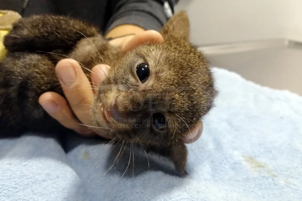 rescatan a cría de jaguarundi en Puebla