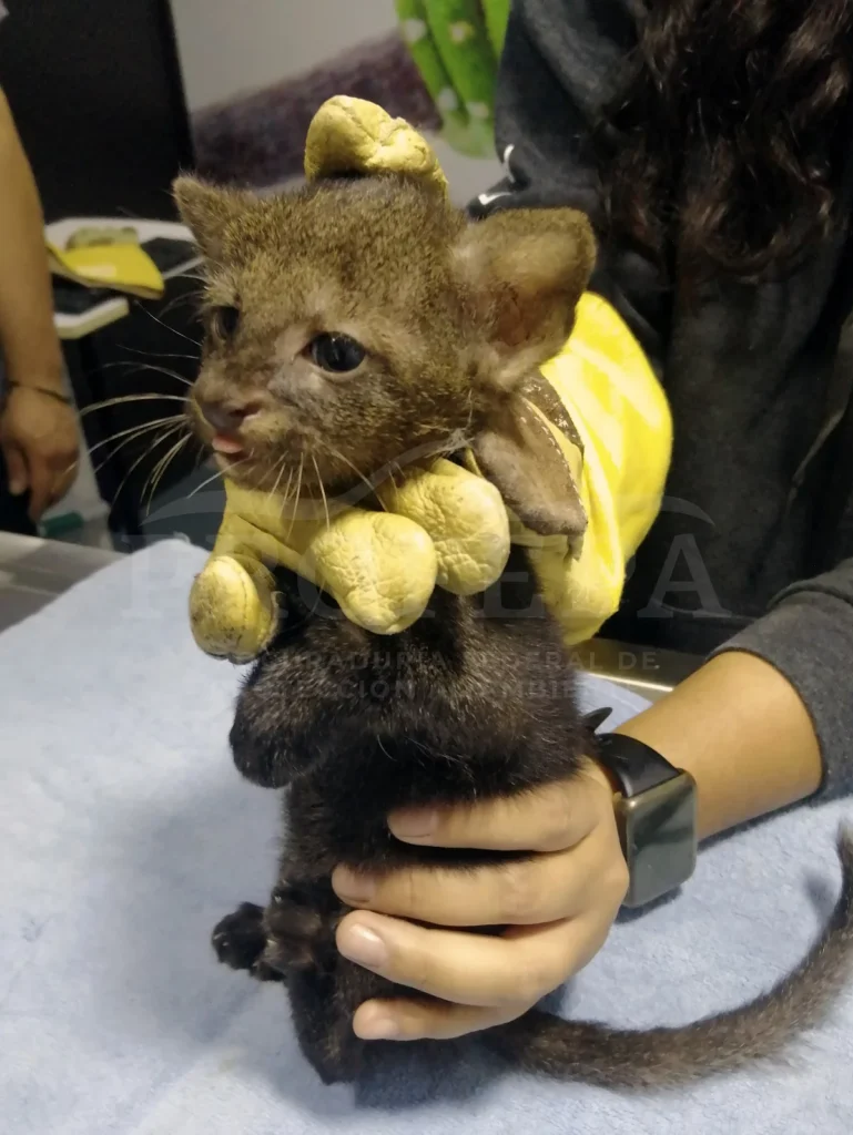 rescatan a cría de yaguarundí en Puebla