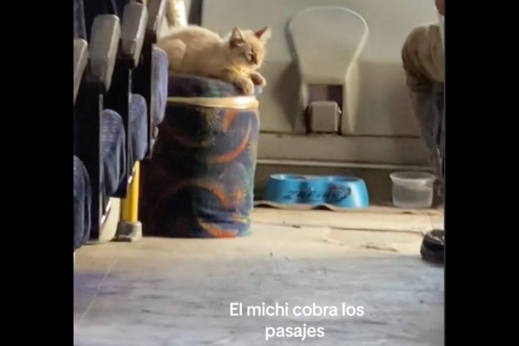 Esta es la historia de Zafiro, el gato microbusero de Puebla 16 video gato chofer ruta morados puebla