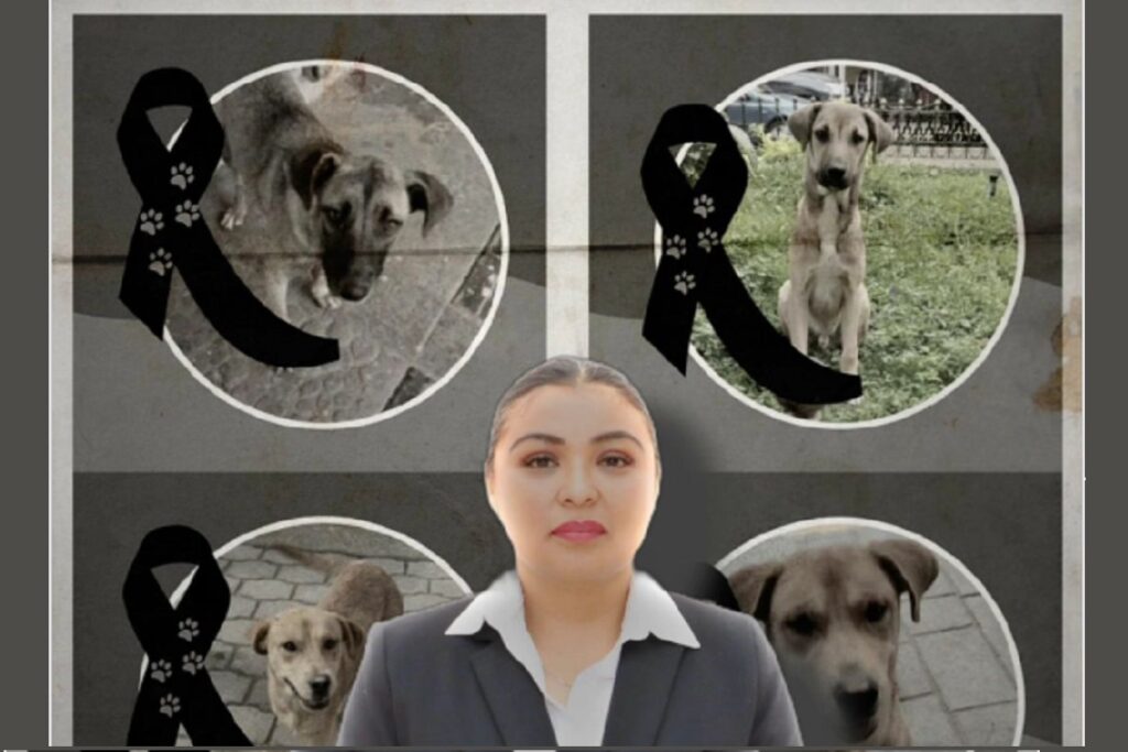 Acusan a directora de Ecología de Huauchinango de matanza masiva de perros callejeros