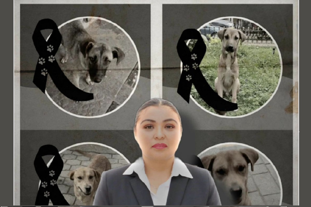Acusan a directora de Ecología de Huauchinango de matanza masiva de perros callejeros 1 Acusan a directora de Ecología de Huauchinango de matanza masiva de perros callejeros