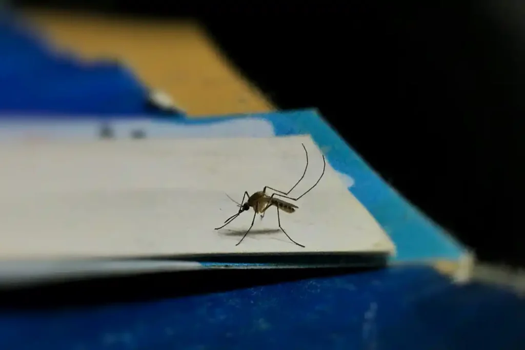 Chandipura ¿Qué es y cuáles son los síntomas del virus mortal que ataca a la India