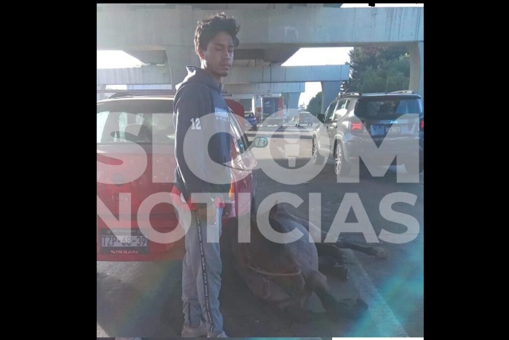 Muere motociclista tras ser embestido en la México-Puebla, en el puente de La María 6 Atropellan a un caballo mientras intentaba cruzar la autopista México-Puebla