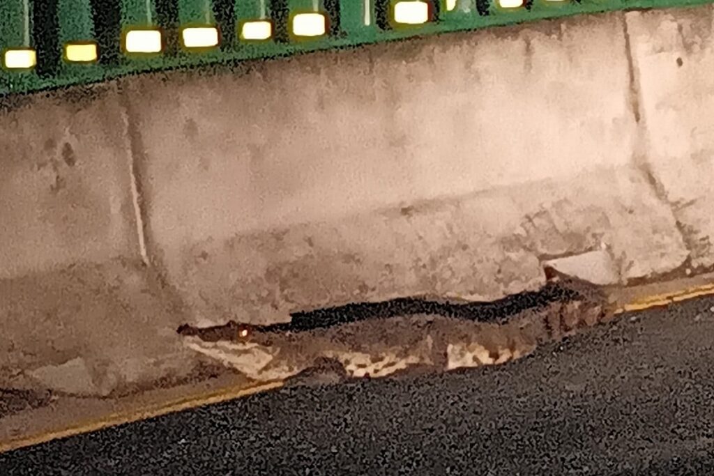 cocodrilo en la Mexico Tuxpan 1