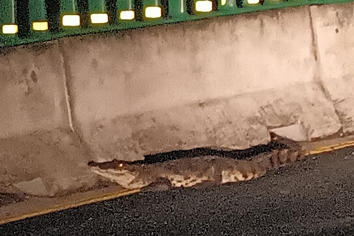 Automovilistas encuentran un cocodrilo caminando por la autopista México-Tuxpan 1 cocodrilo en la Mexico Tuxpan 1