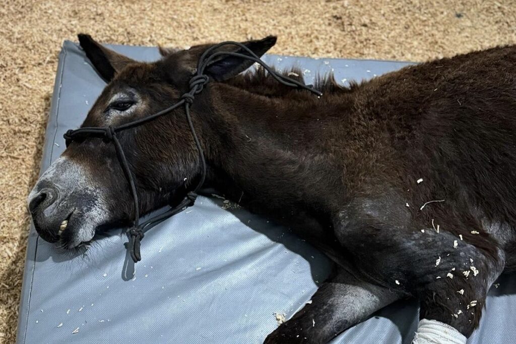 #JusticiaParaOli: Rocían gasolina y queman a burrita que entró en un terreno privado; le amputan la pata