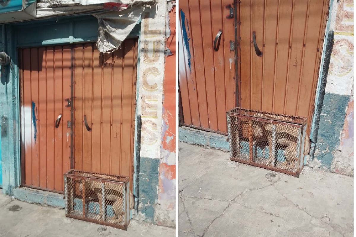 Maltrato animal en Puebla: Encierran a un perro en una pequeña jaula en la calle 1 maltrato animal en Puebla