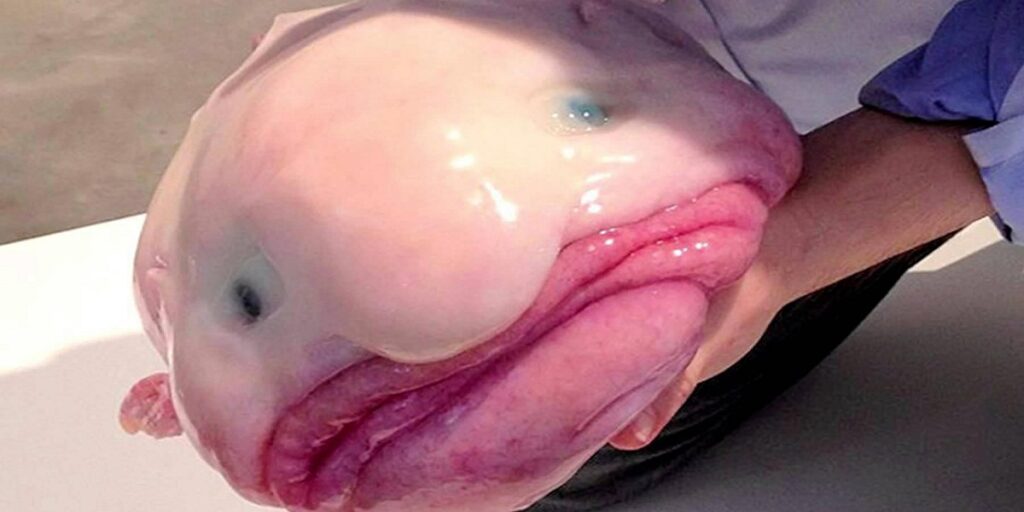 Este es el animal más feo del mundo y su especie está amenazada