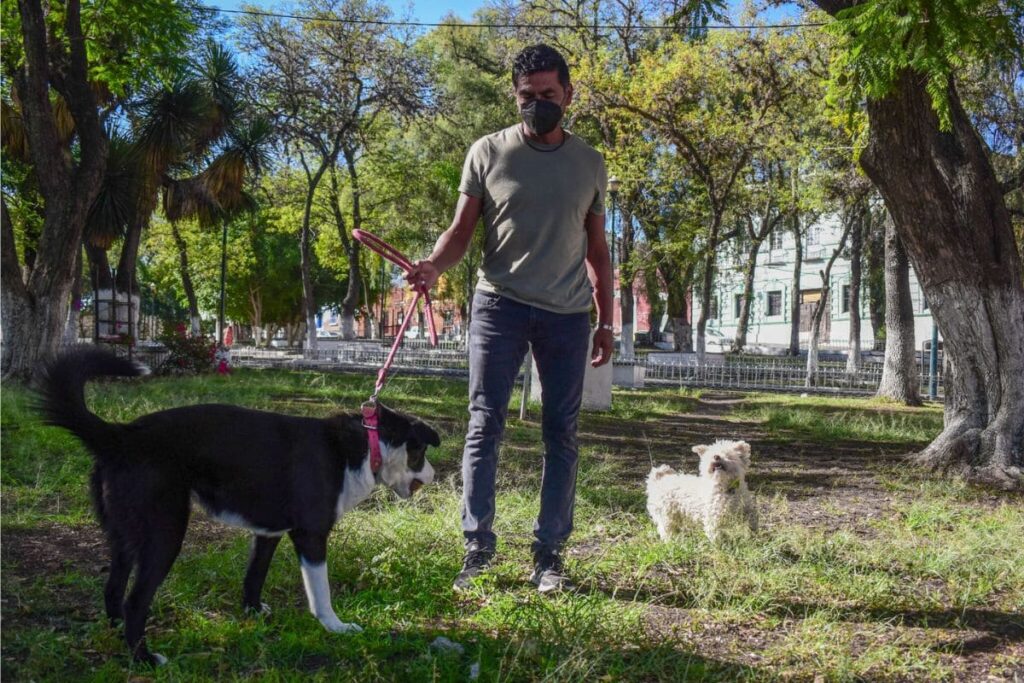taller de lenguaje y espejo canino en Puebla