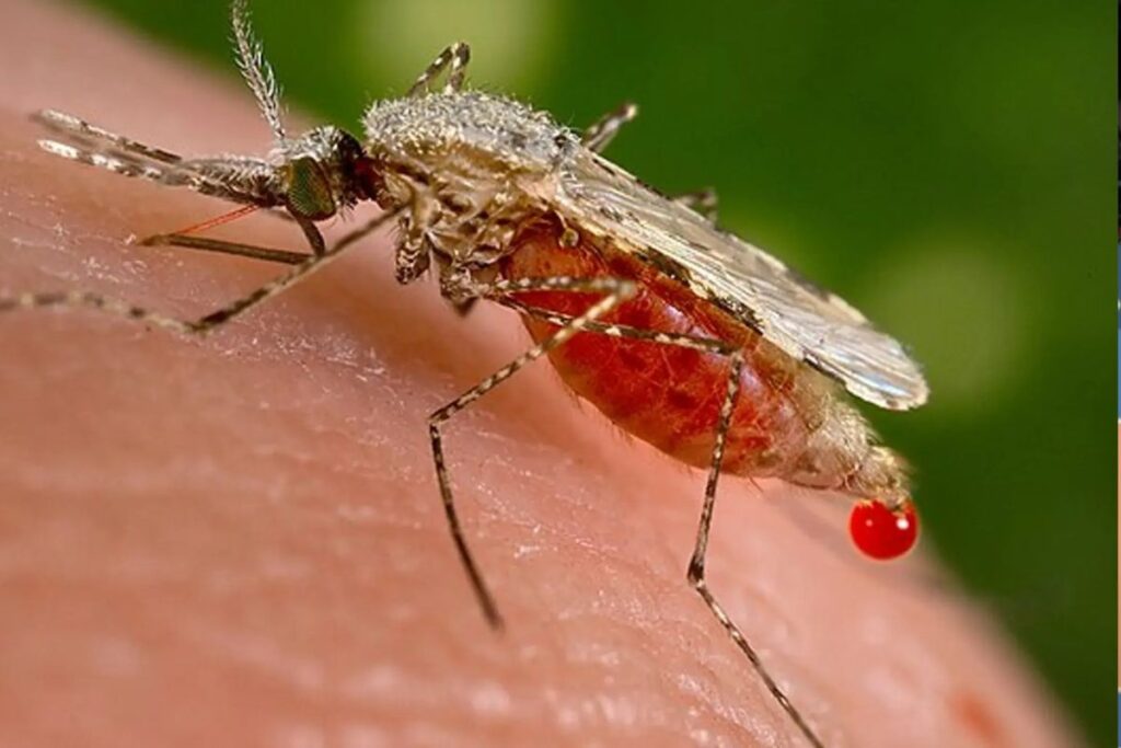 virus oropouche contagios