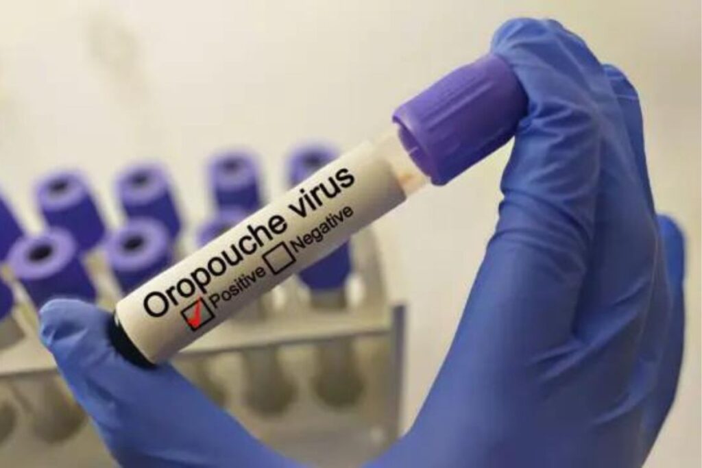 virus Oropouche