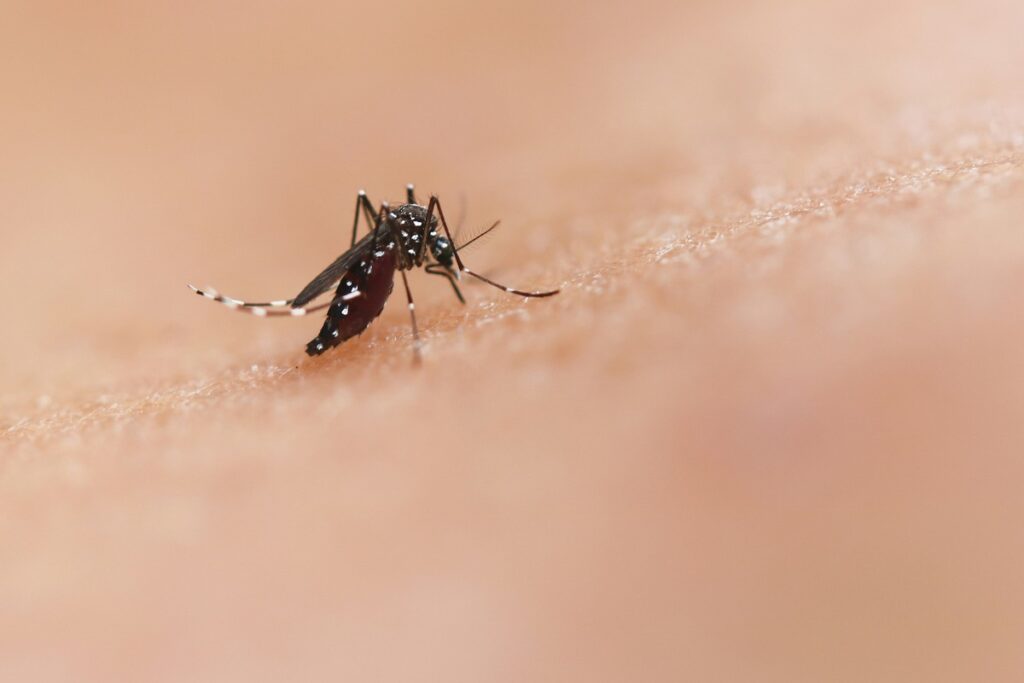 ¿Te pican mucho los mosquitos Esta es la razón