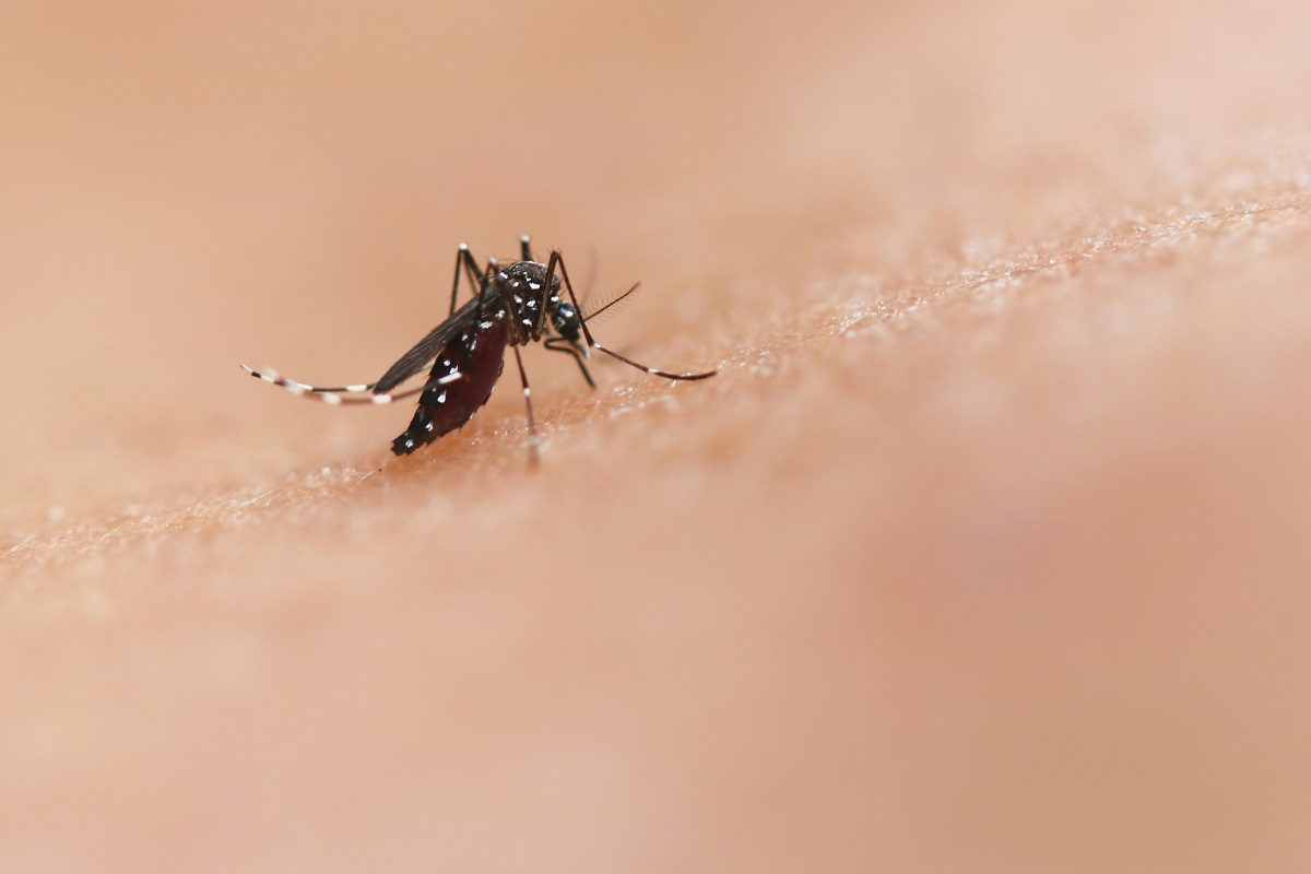 ¿Te pican mucho los mosquitos? Esta es la razón 1 ¿Te pican mucho los mosquitos Esta es la razón